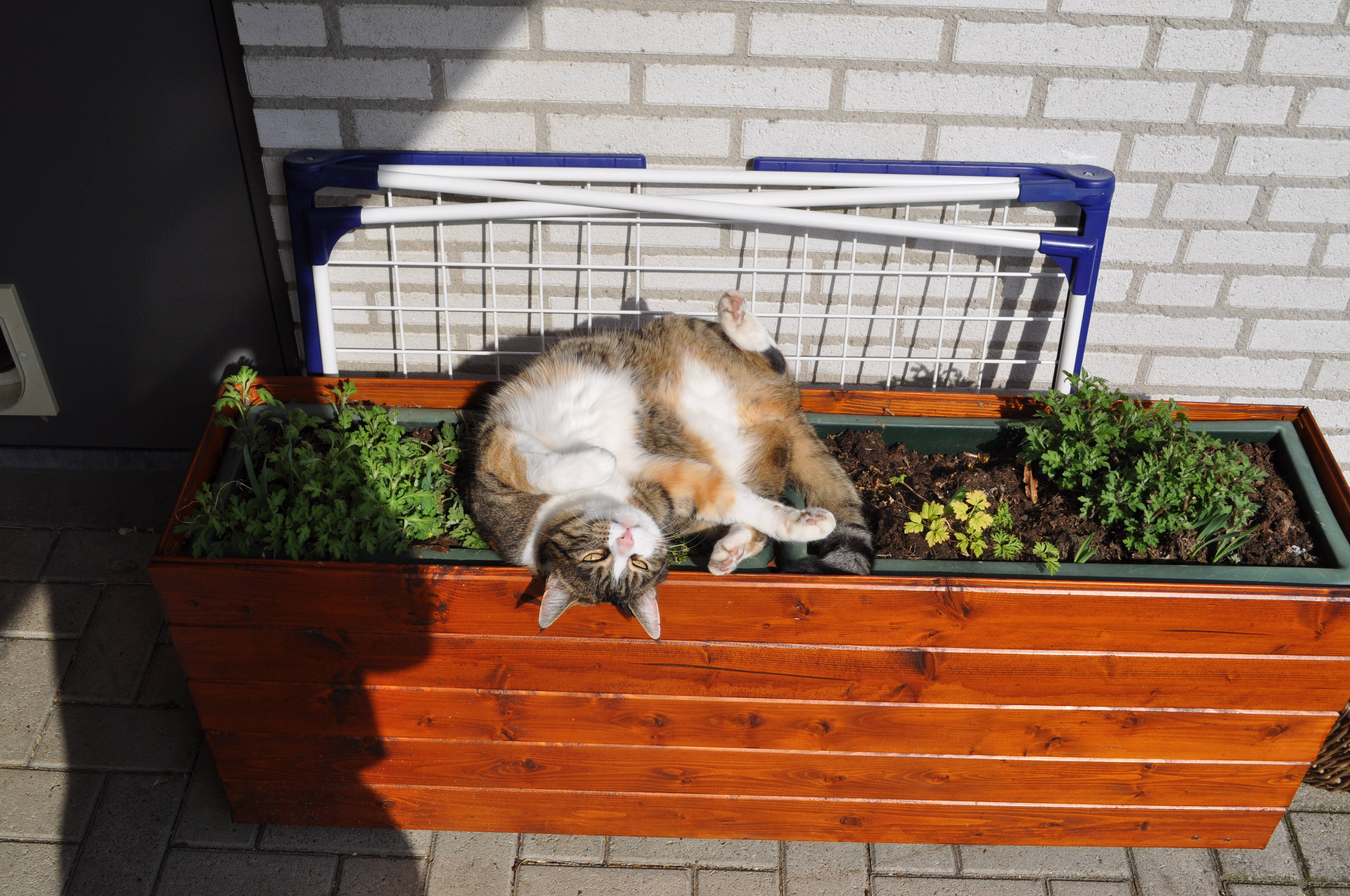 Kawaii Kedi Çiçek Kutusunda Duvar Kağıdı