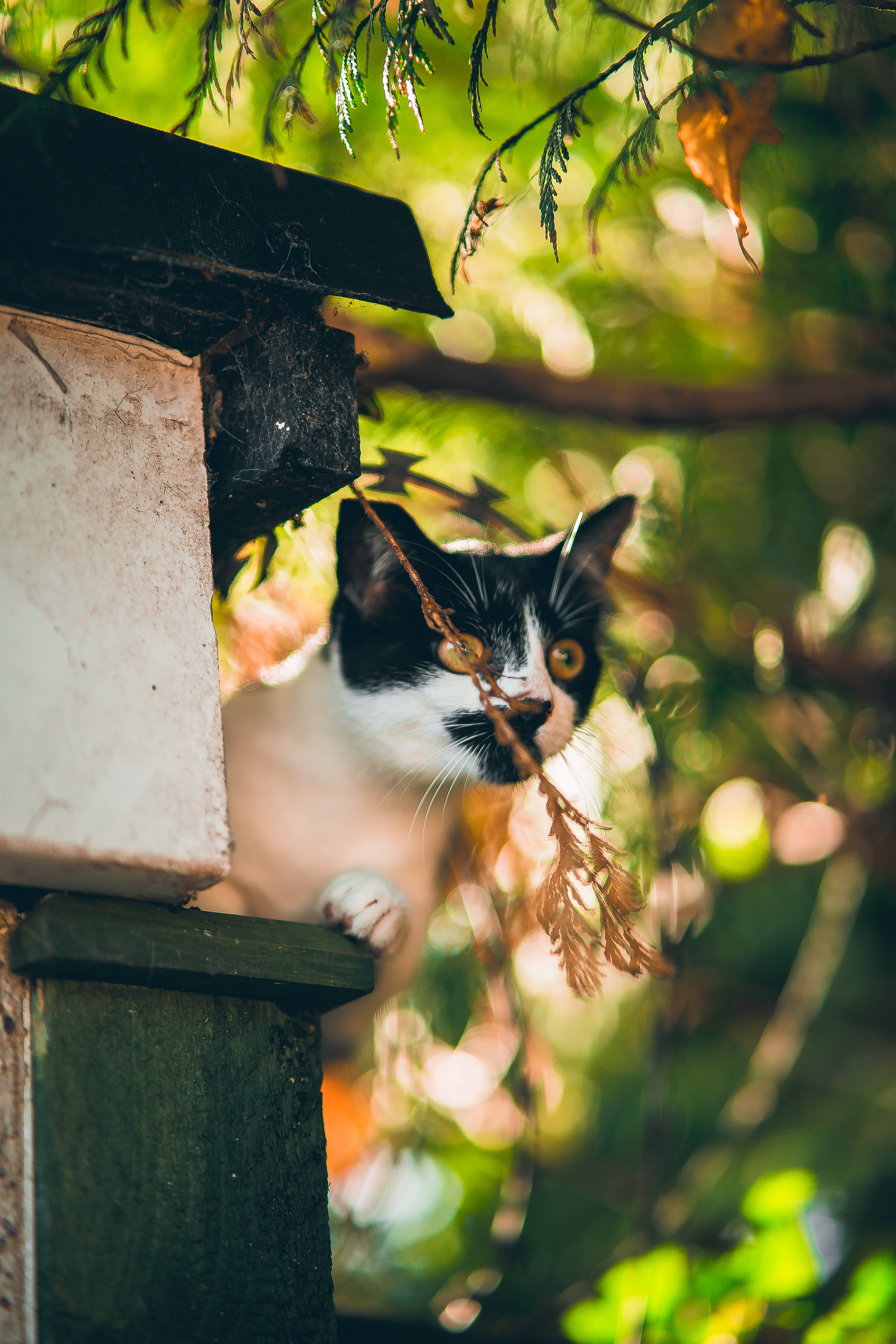 Kawaii Kedi Çıkıntıda Oturuyor Duvar Kağıdı