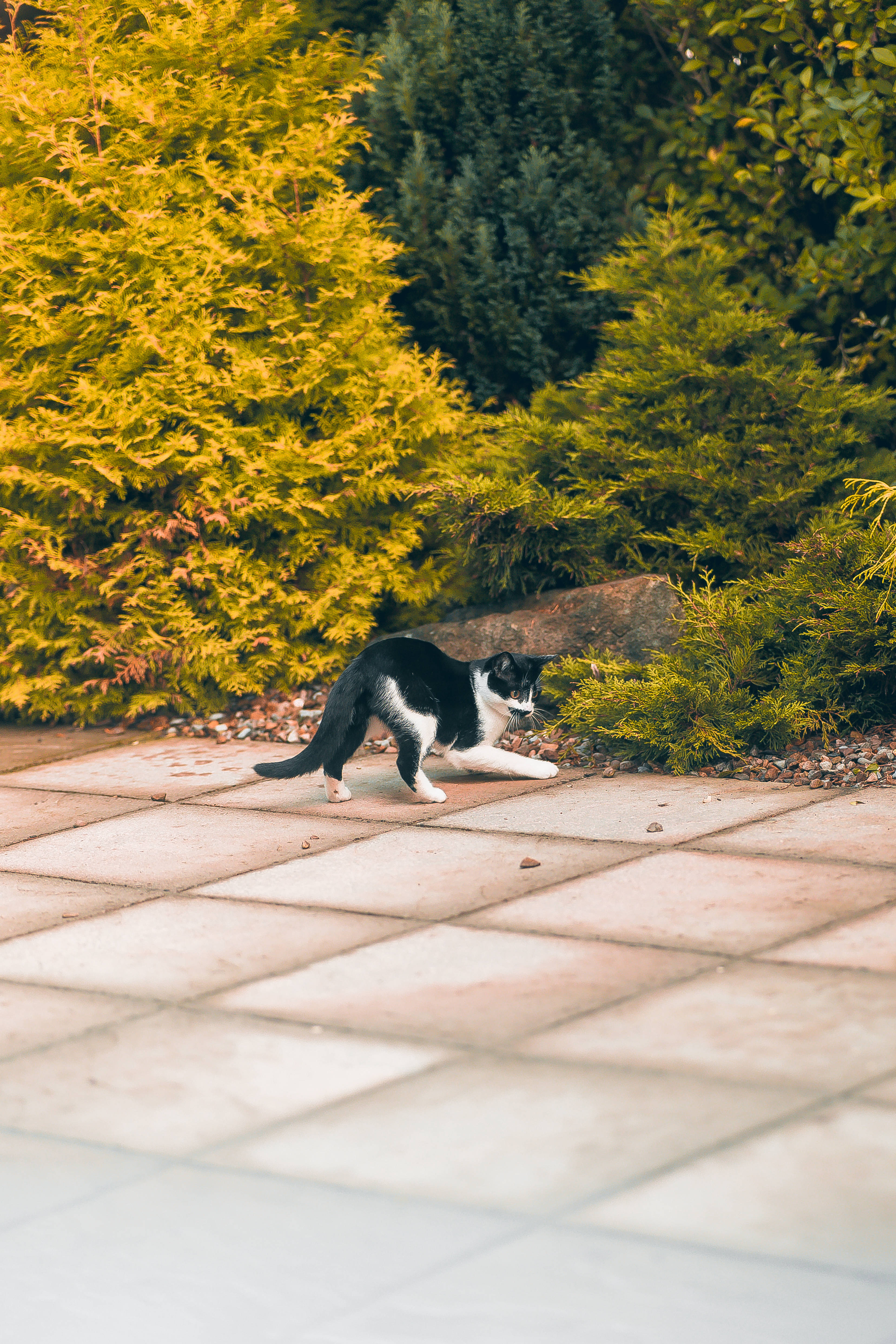 Kawaii Kedi Pusuya Hazırlanıyor Duvar Kağıdı