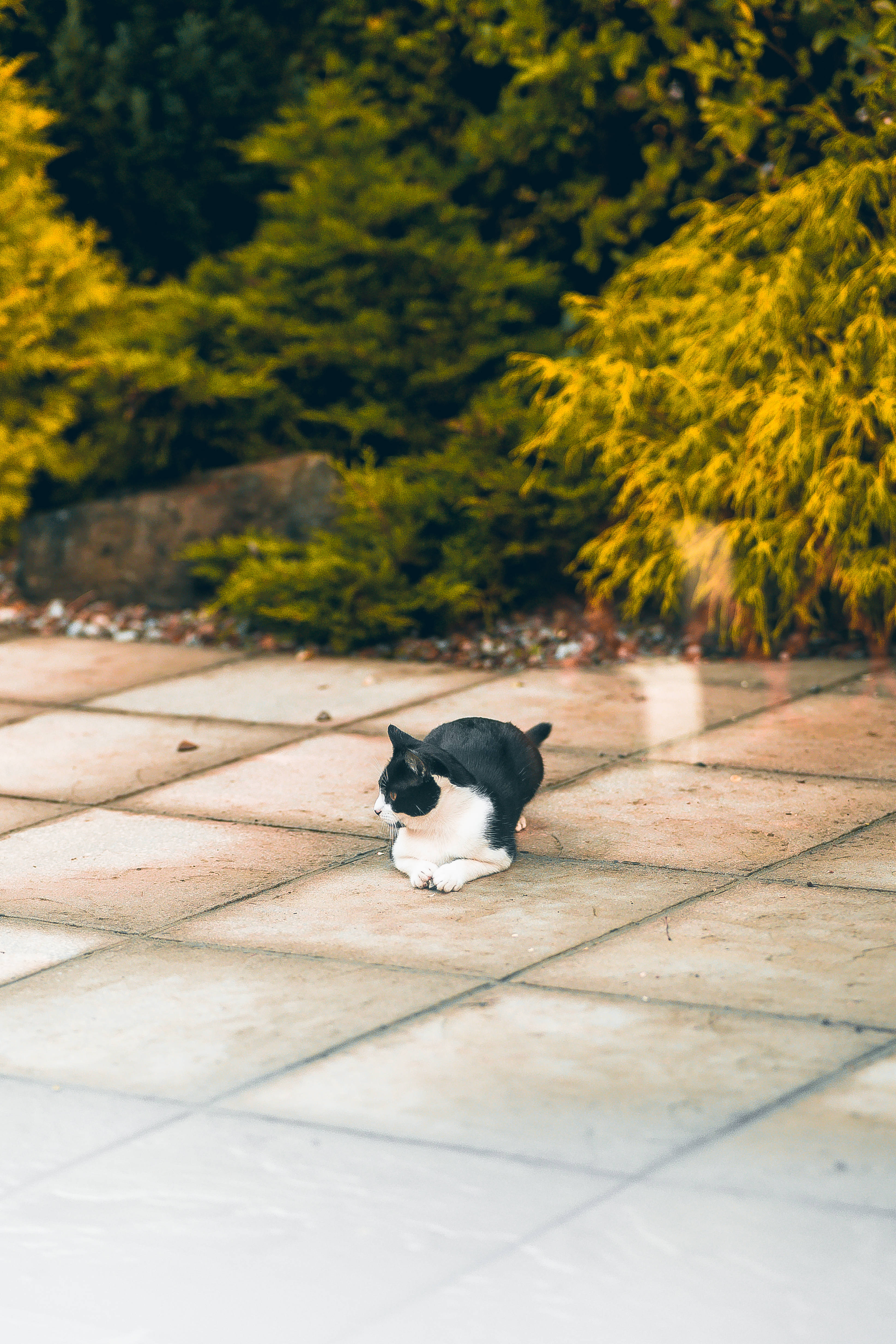 Kawaii Kedi Yerde Oturuyor Duvar Kağıdı