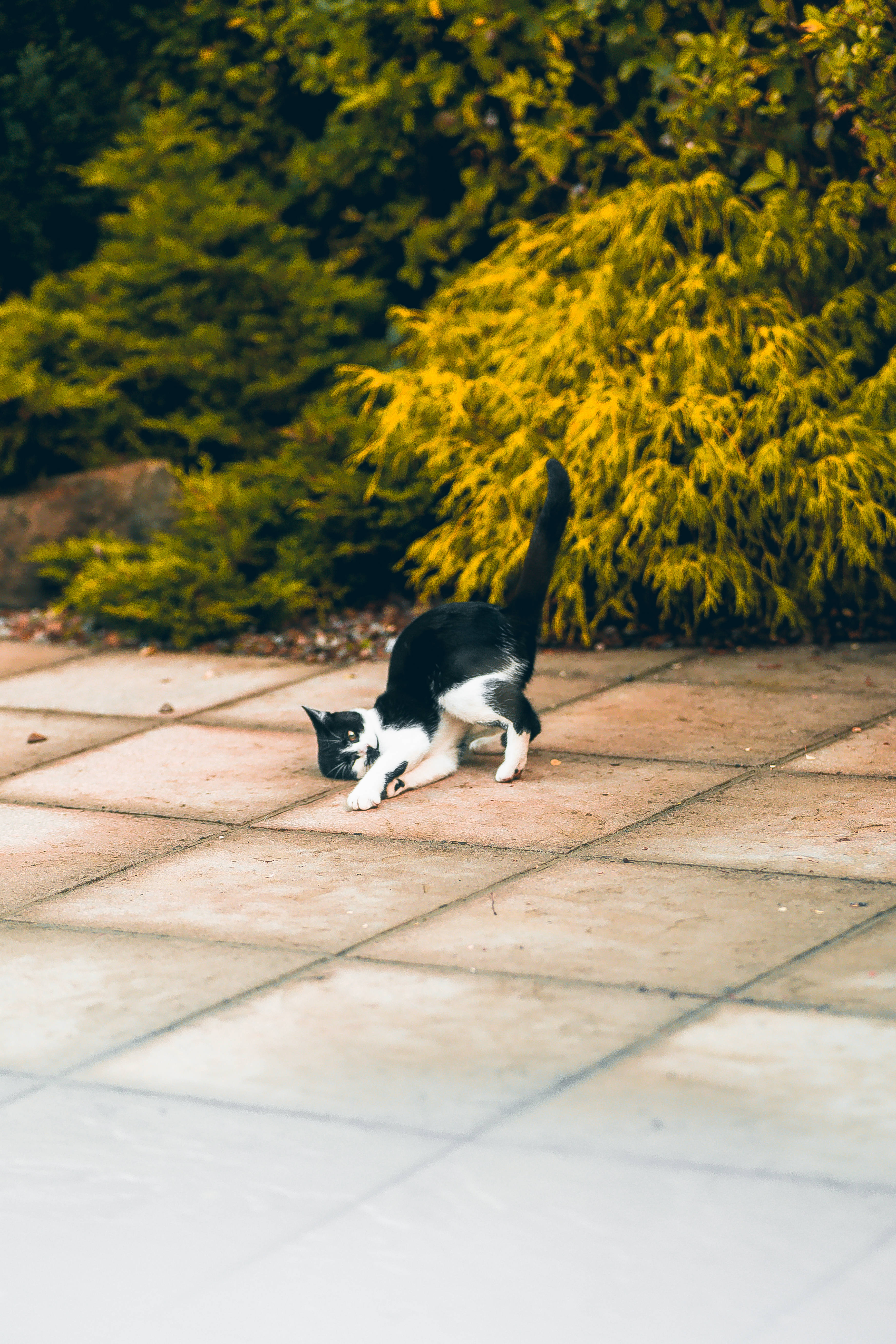 Kawaii Siyah Beyaz Kedi Başını Yere Koymuş Duvar Kağıdı