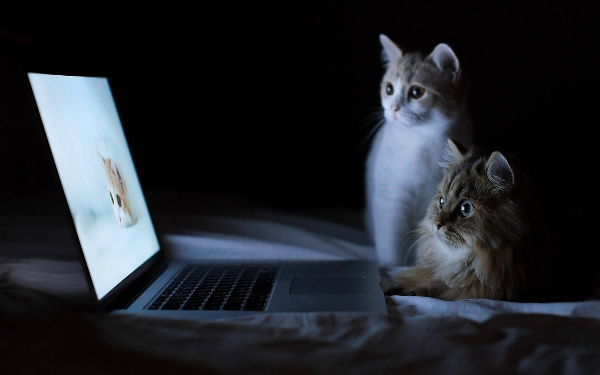 Kedi Bilgisayar İzliyor Duvar Kağıdı