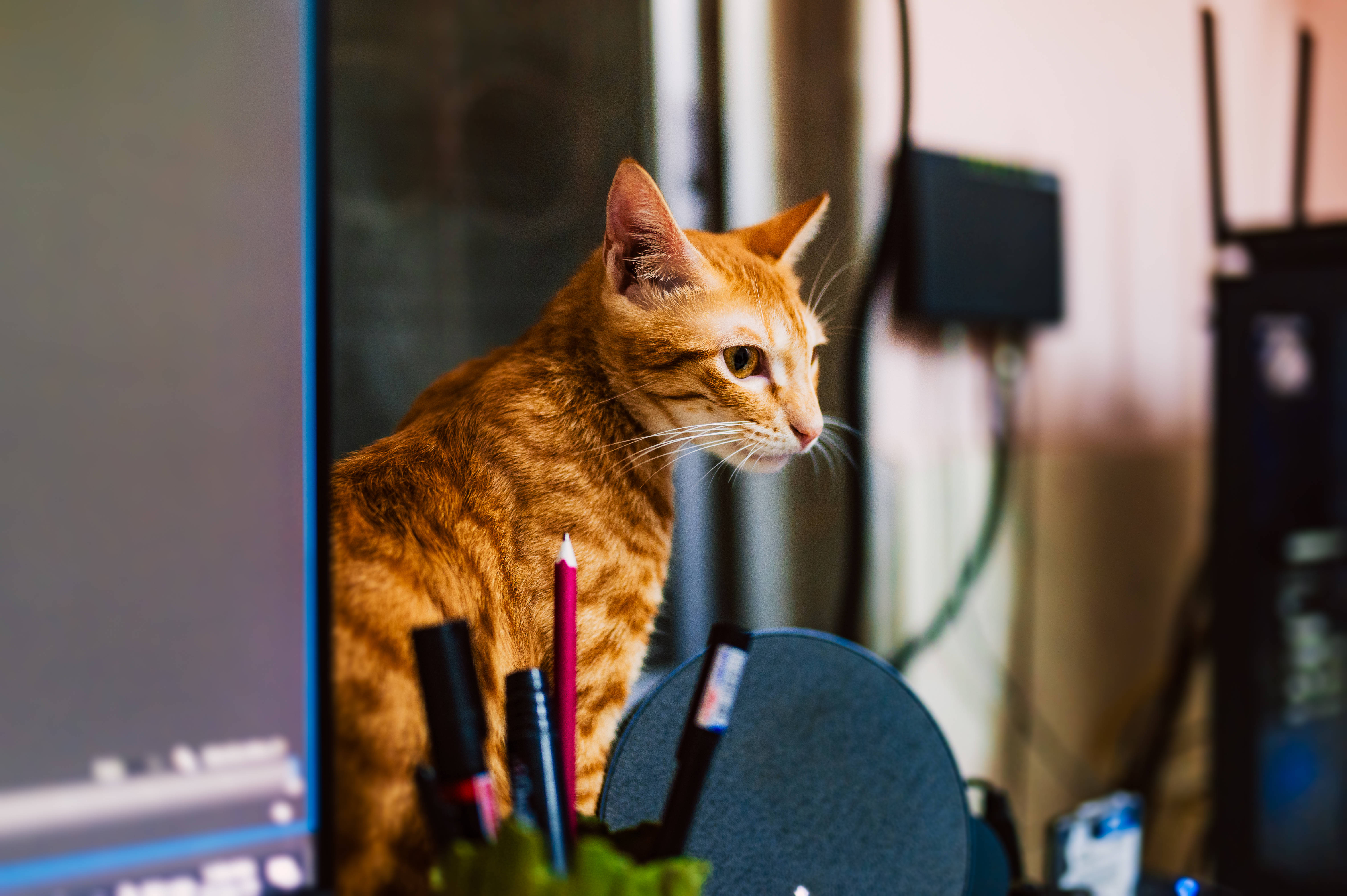 Kedi Bilgisayar Turuncu Tekir Duvar Kağıdı