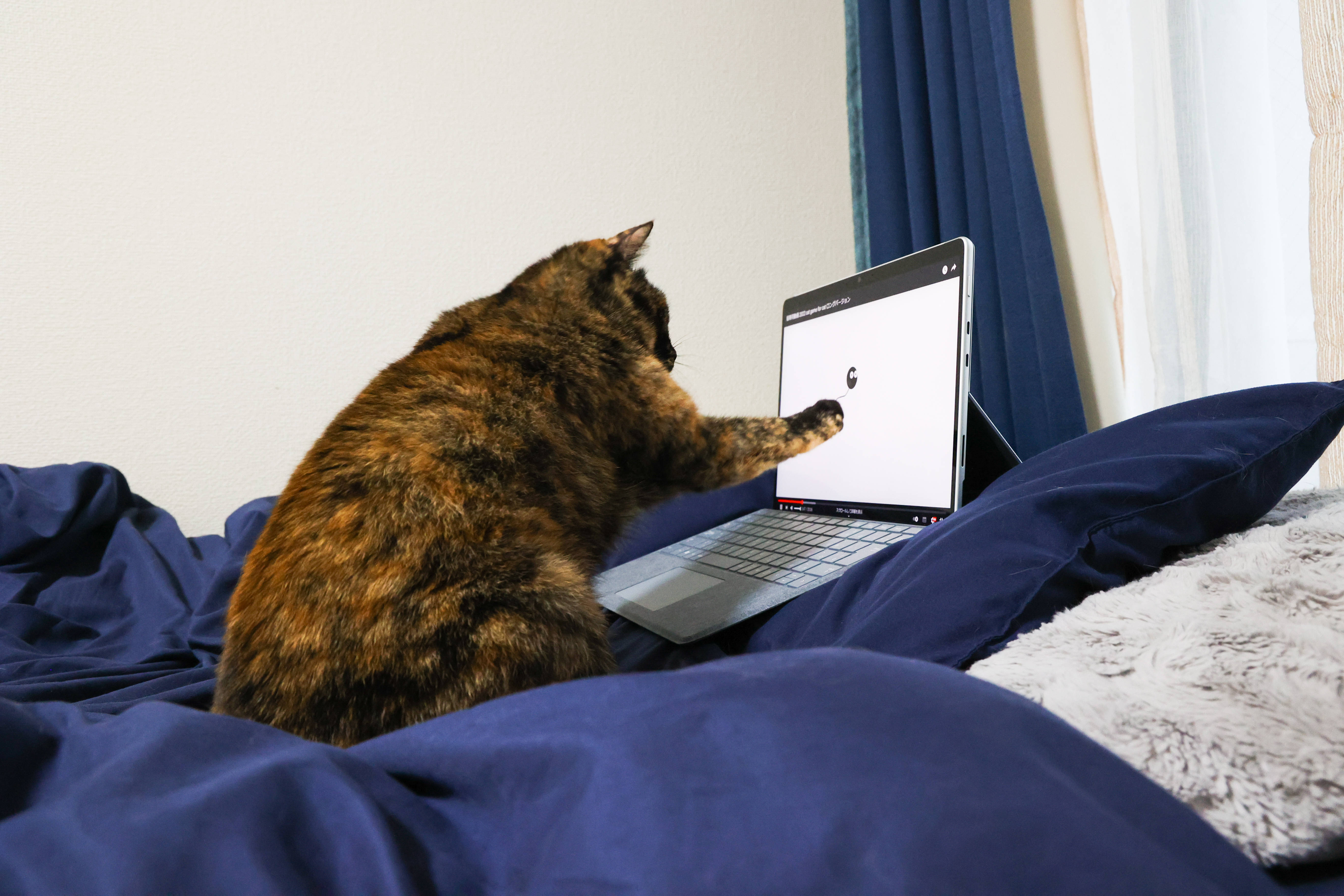Kedi Bilgisayarda Yatakta Duvar Kağıdı