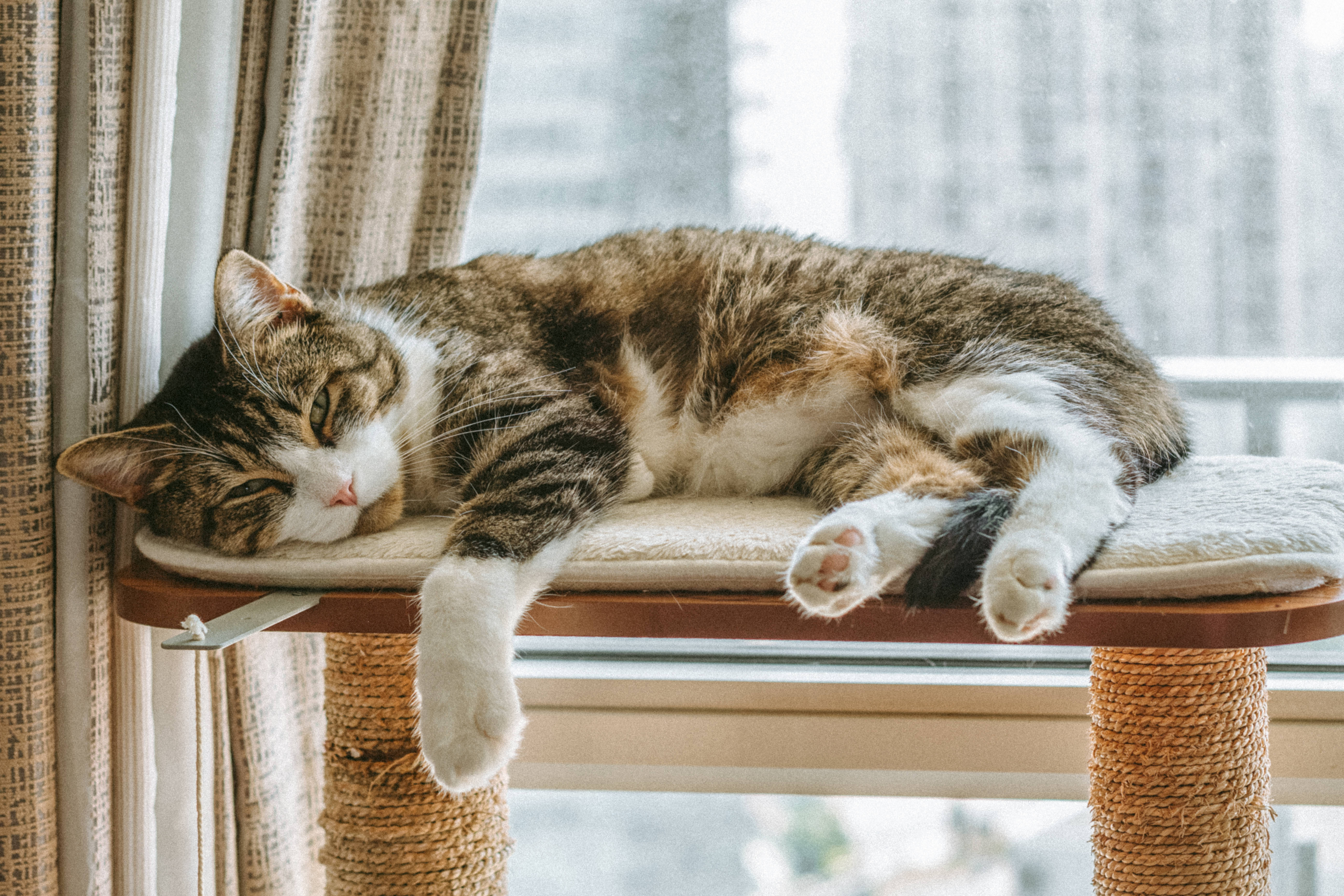 Kedi Bilgisayarda Uyuyor Duvar Kağıdı