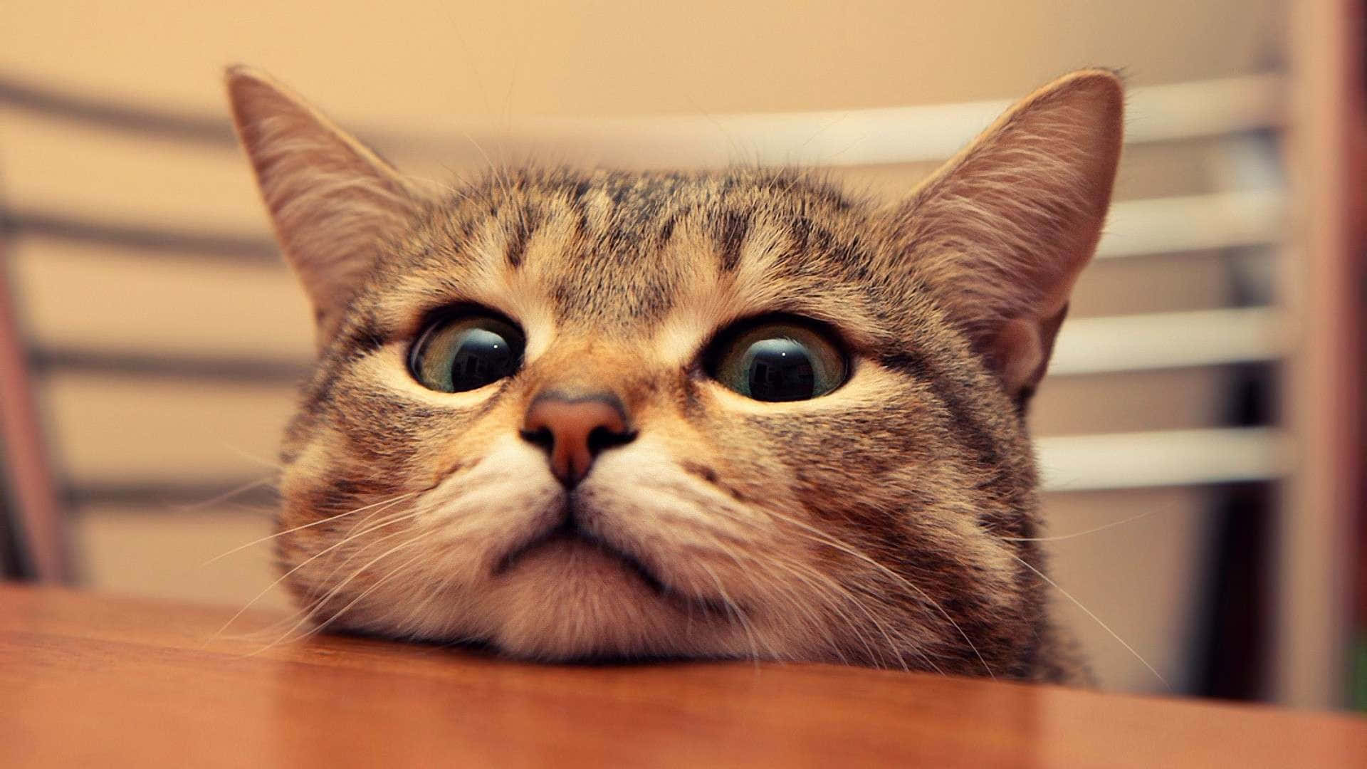 Kedi Duvar Kağıdı