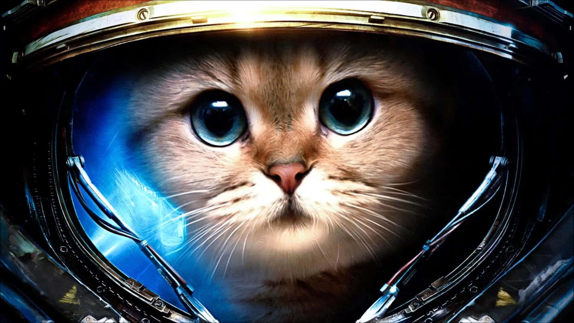 Kedi Duvar Kağıdı