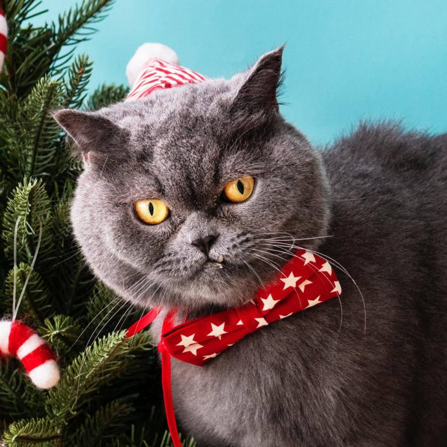 Kedi Kırmızı Papyon Komik Noel Duvar Kağıdı