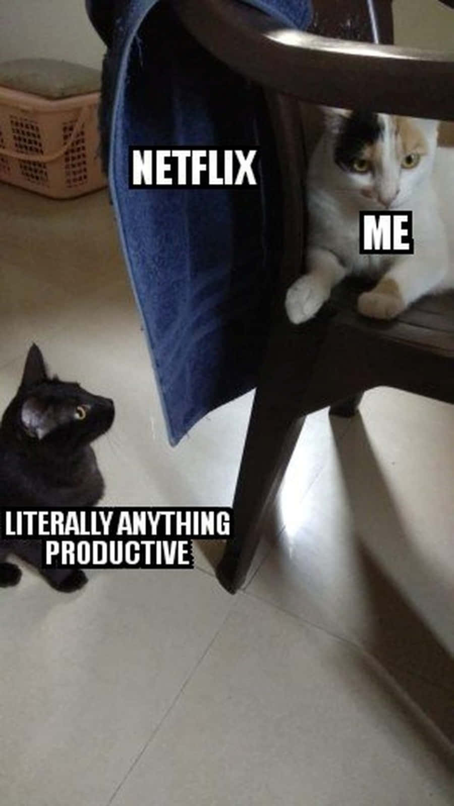Kedi Memelerinden Sıkıldın mı? Duvar Kağıdı