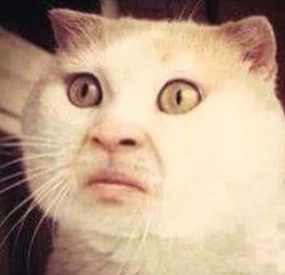 Kedi Yüzü Bükme Komik Meme Yüzleri Duvar Kağıdı