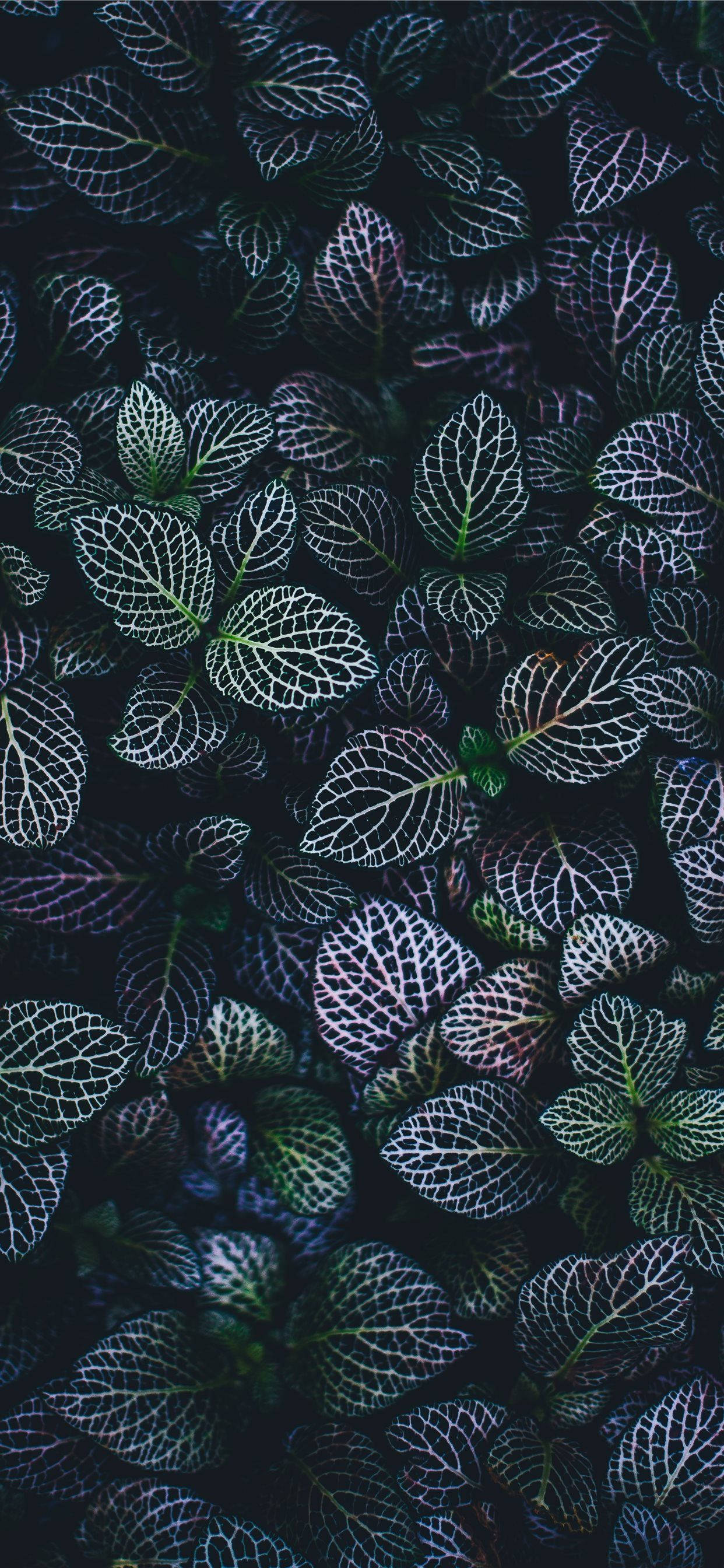 Keep Your Home Screen Fresh with a Plants iPhone Wallpaper Duvar Kağıdı
