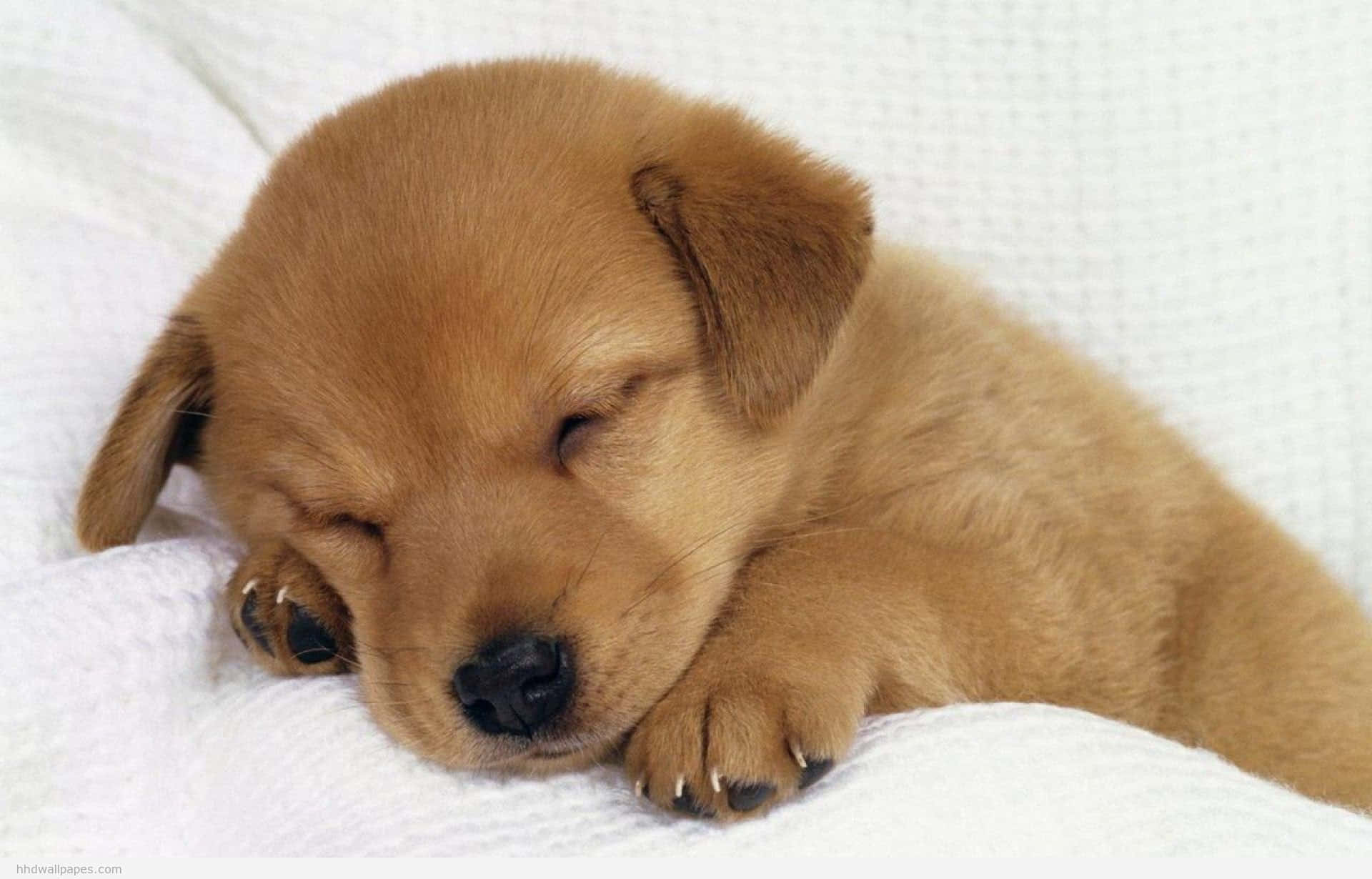 Kendi yansımasına hayran kalan bu sevimli köpek yavrusu büyülenmiş durumda Duvar Kağıdı