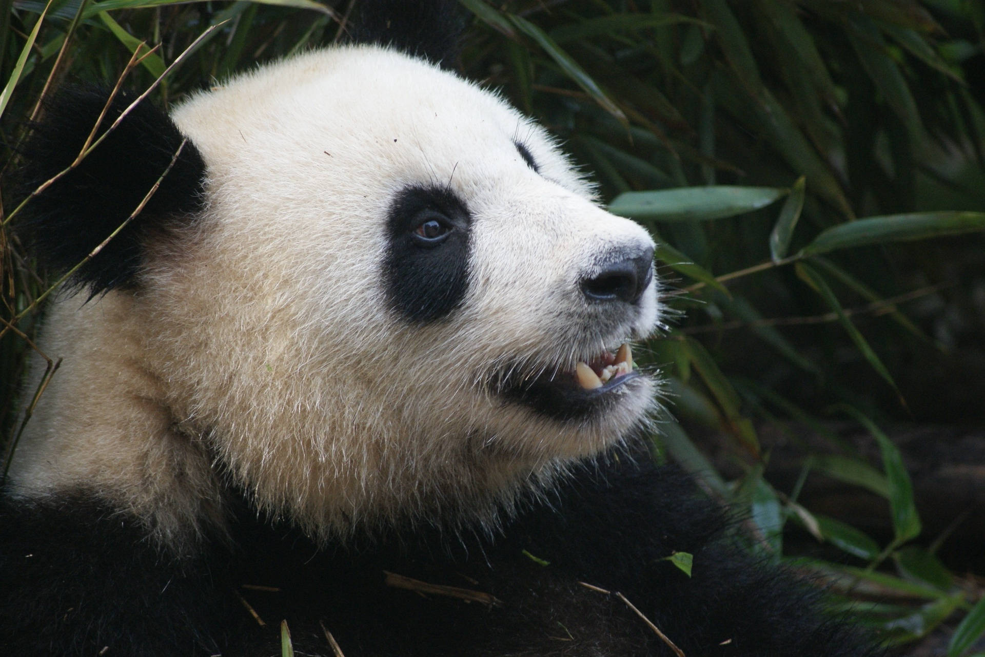 Keskin Dişli Panda Duvar Kağıdı