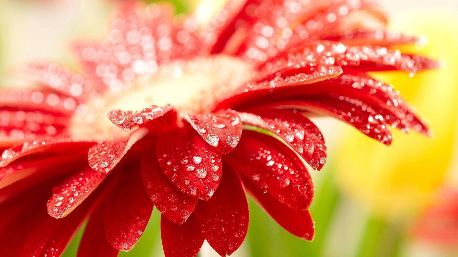 Kırmızı Gerbera Papatyası Sevimli Masaüstü Duvar Kağıdı