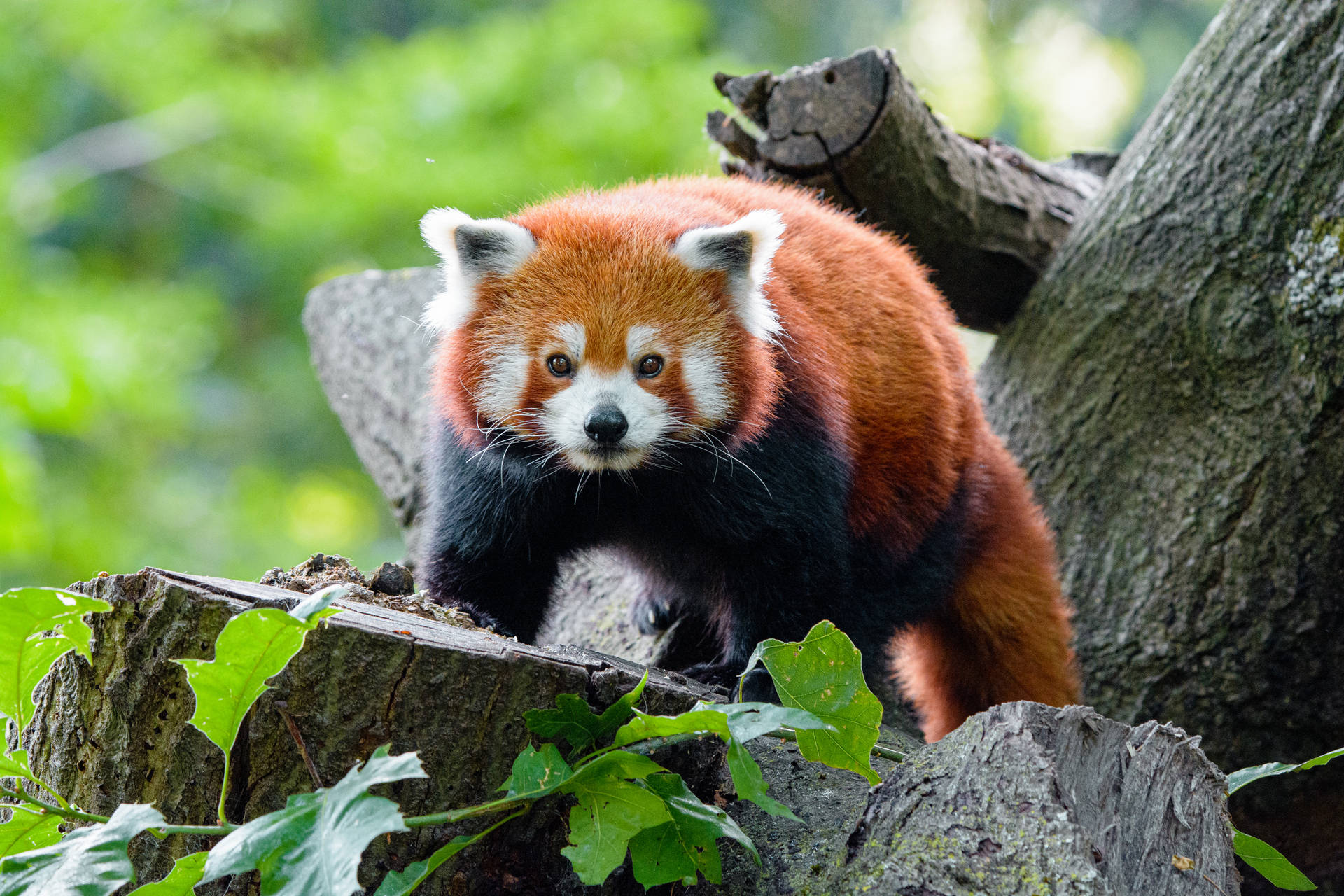 Kesilmiş ağaç ve tepesinde kırmızı panda duvar kağıdı.