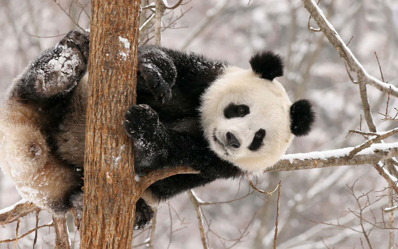 Kış Ağacındaki Panda Dizüstü Bilgisayar Duvar Kağıdı