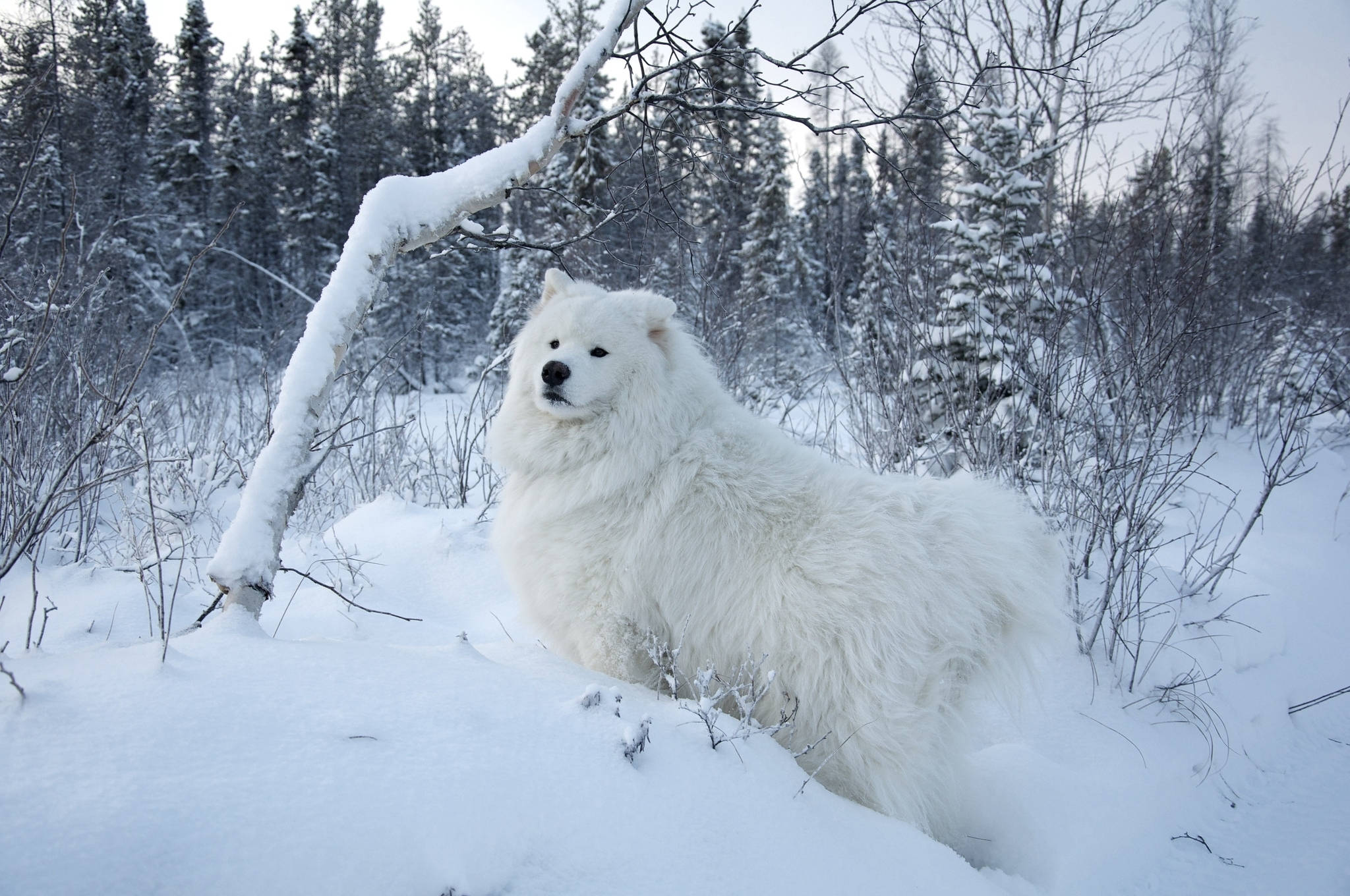 Kışın Beyaz Köpek Duvar Kağıdı
