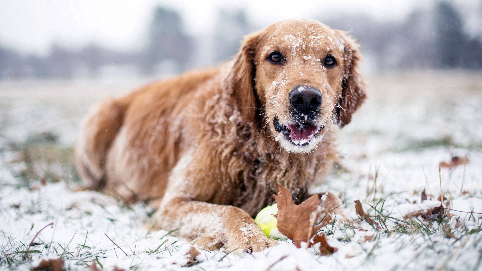 Kışın Oynayan Köpek Duvar Kağıdı