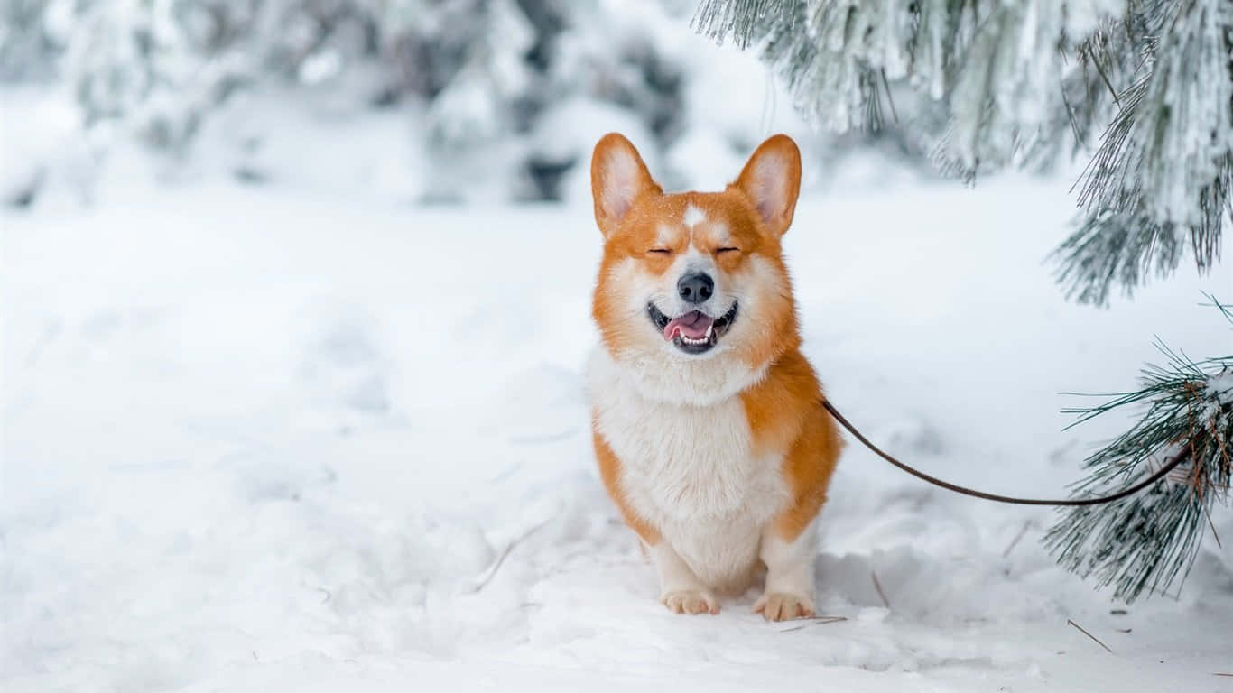 Kışlık Corgi Köpek Duvar Kağıdı