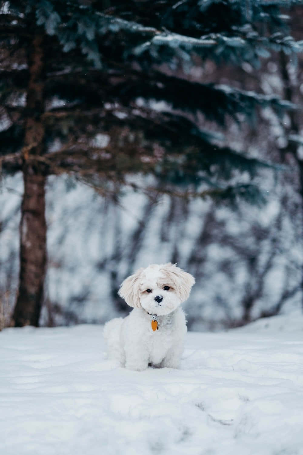 Kışlık Shih Tzu Köpek Duvar Kağıdı