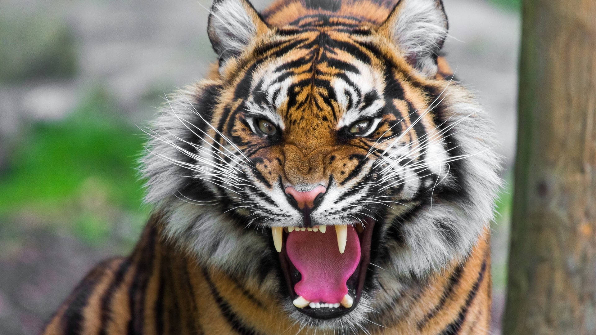 Kızgın Harimau Duvar Kağıdı