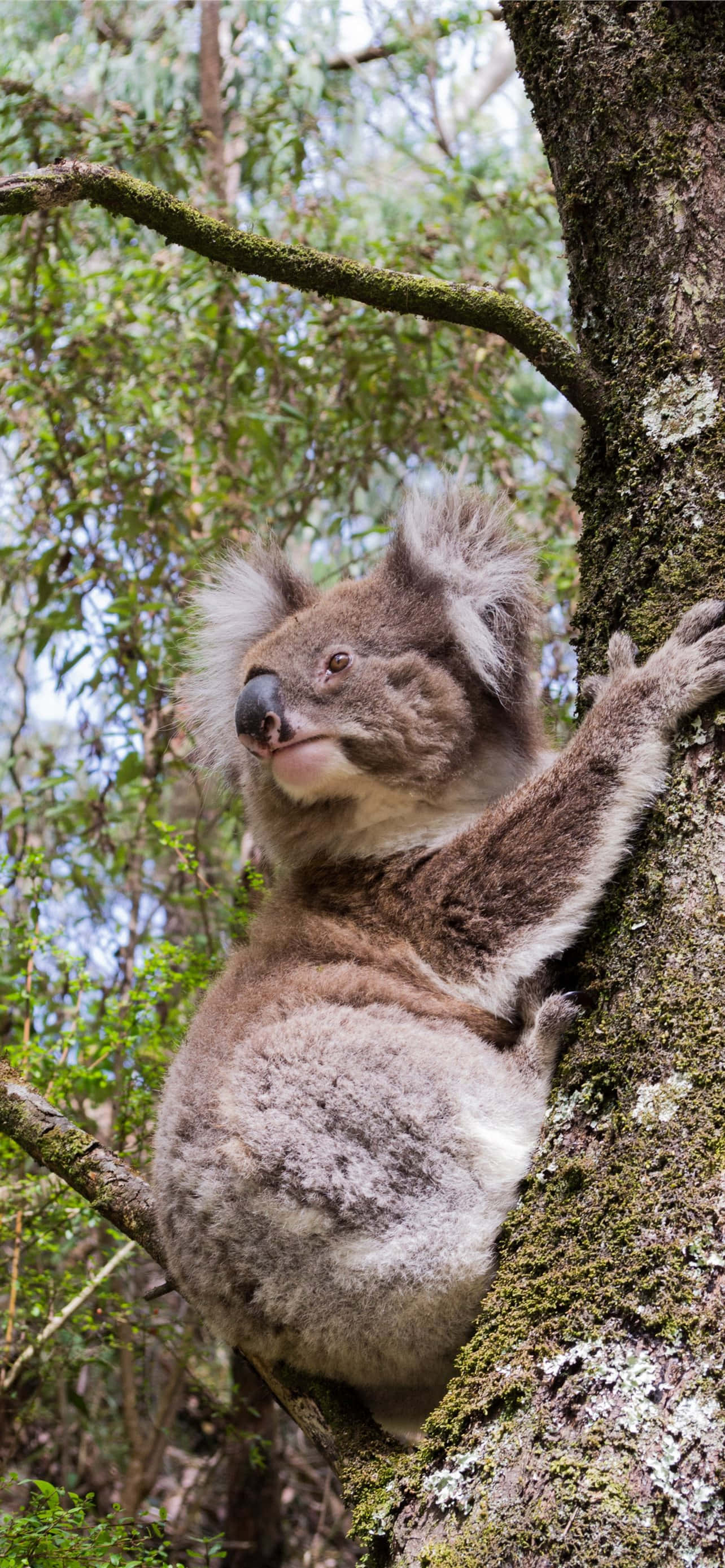 “Koala Öğle Atıştırmasının Keyfini Çıkarıyor” Duvar Kağıdı