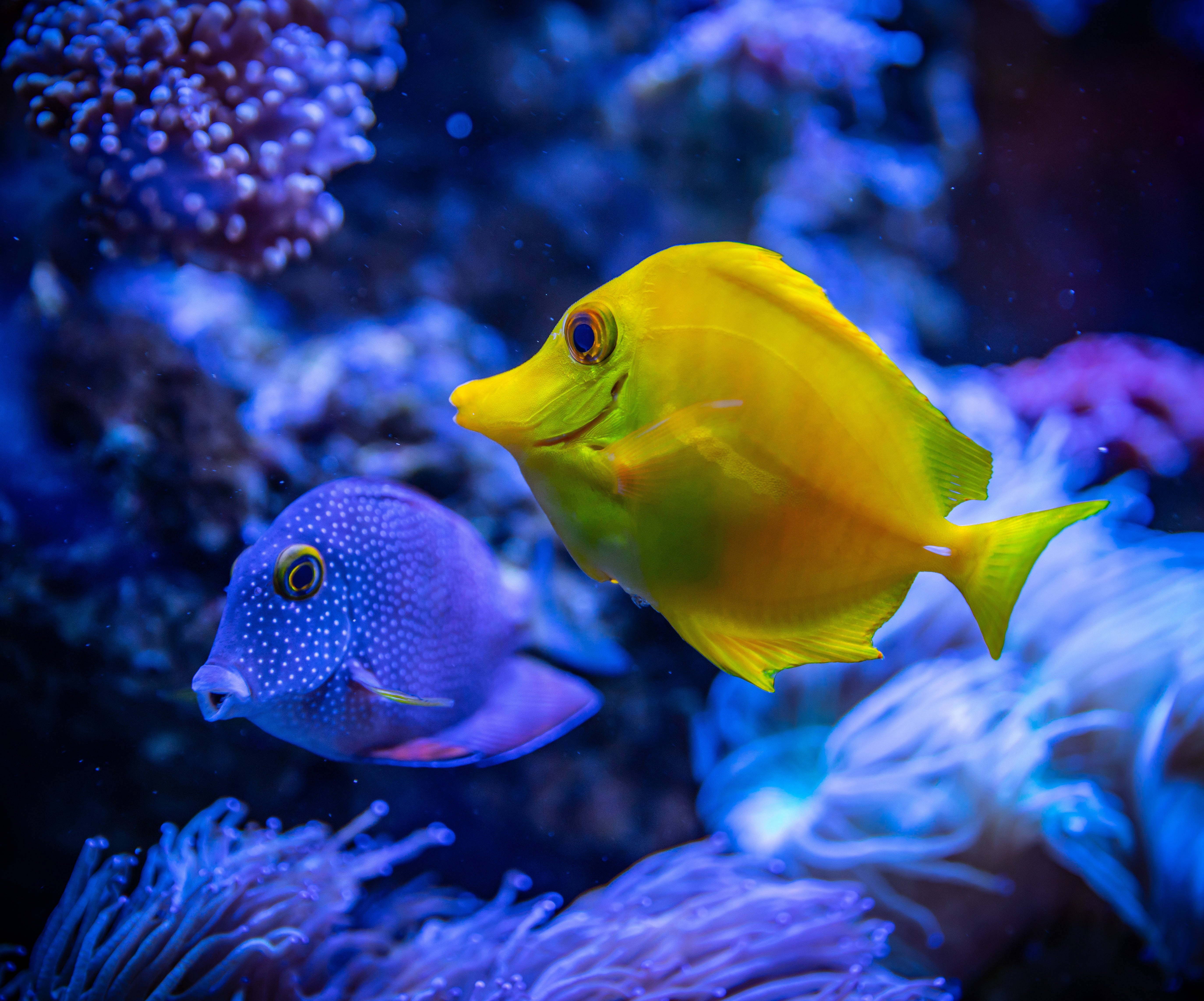 Kole ve Yellow Tang 4K Ultra HD Balık Duvar Kağıdı