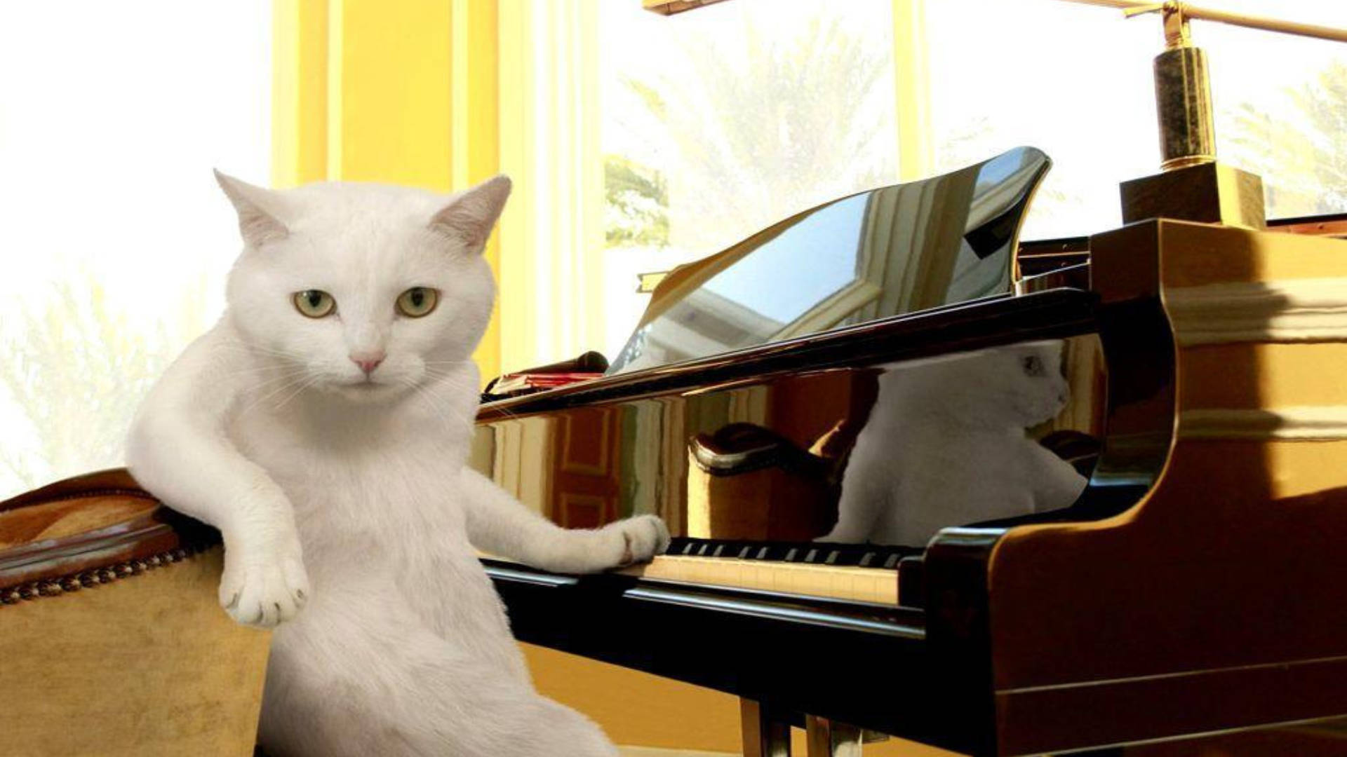 Komedi Kedi Piyanonun Önünde Duvar Kağıdı