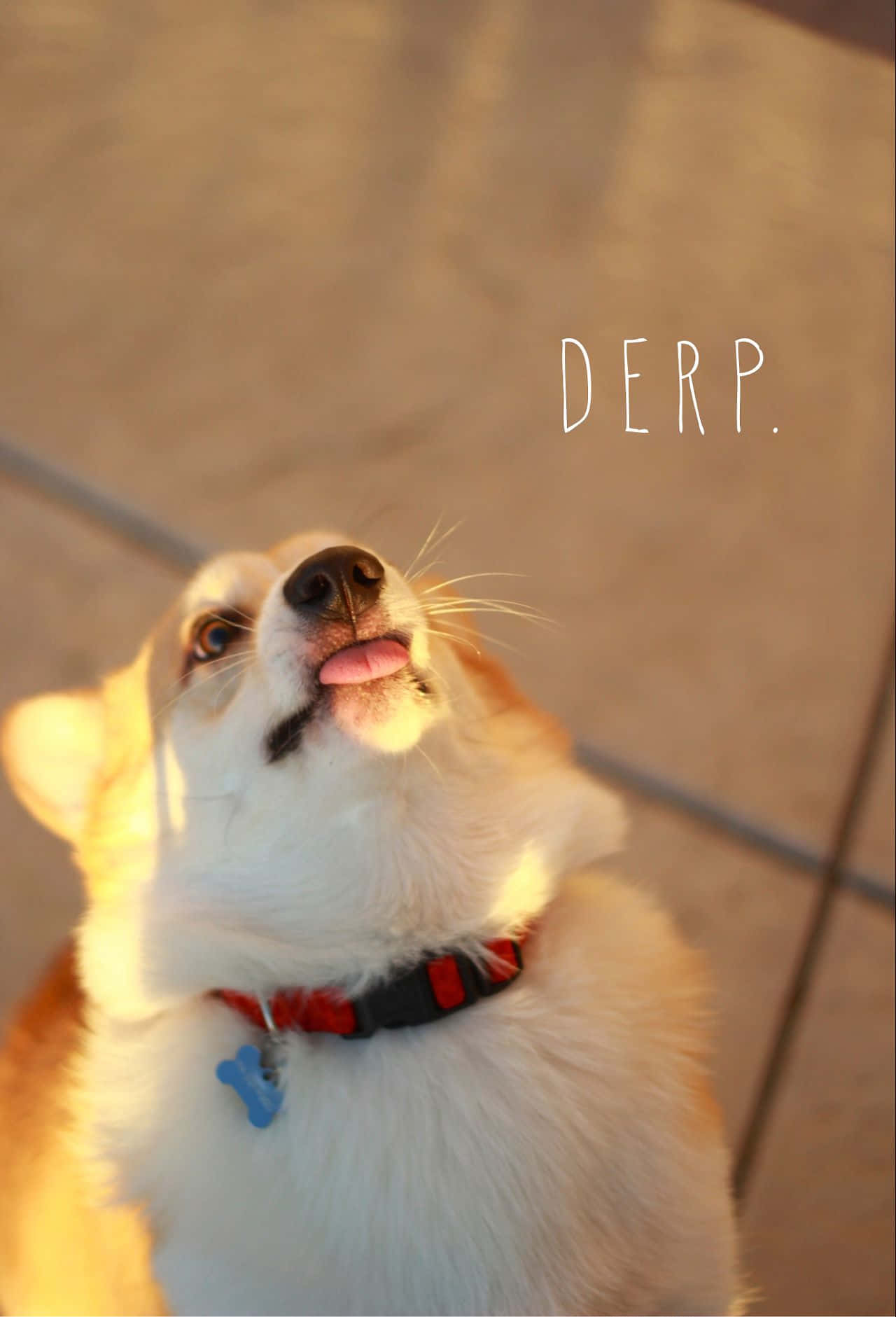 Komik Corgi Dil Çıkarma Altın Saat Fotoğrafı Duvar Kağıdı