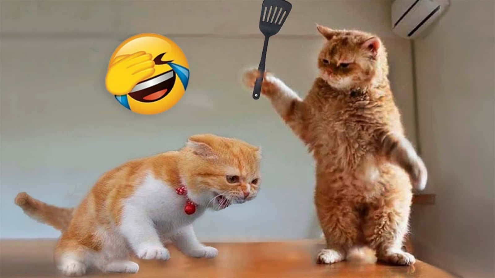 Komik Hayvan Kedi Meme Emoji ile Kavga Duvar Kağıdı