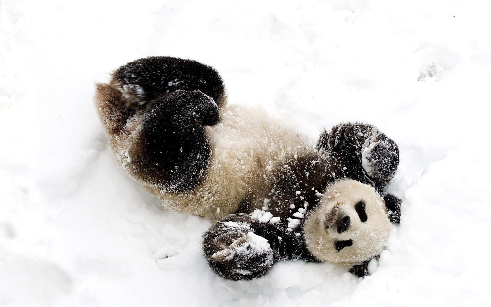 Komik Kar Oynayan Sevimli Panda Resmi Duvar Kağıdı