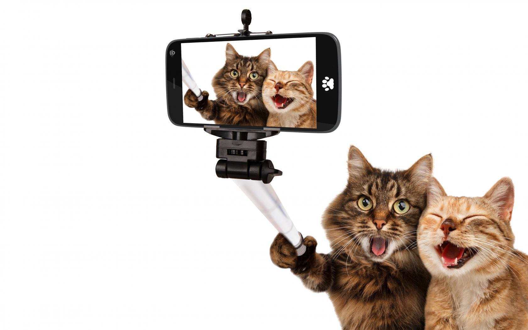 Komik Kedi Arkadaşlar Selfie Duvar Kağıdı