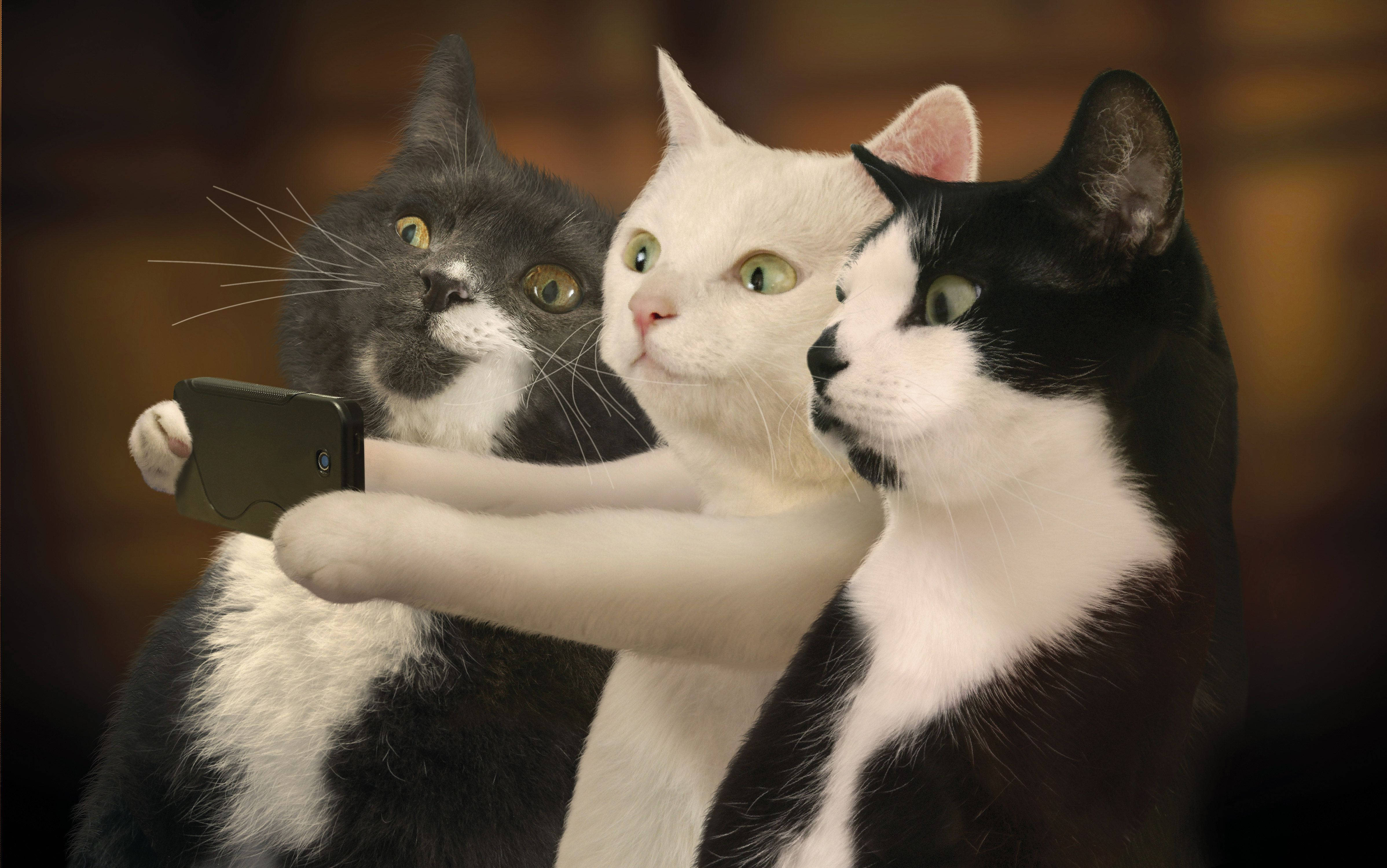 Komik Kedi Arkadaşlar Fotoğraf Çekiyor Duvar Kağıdı