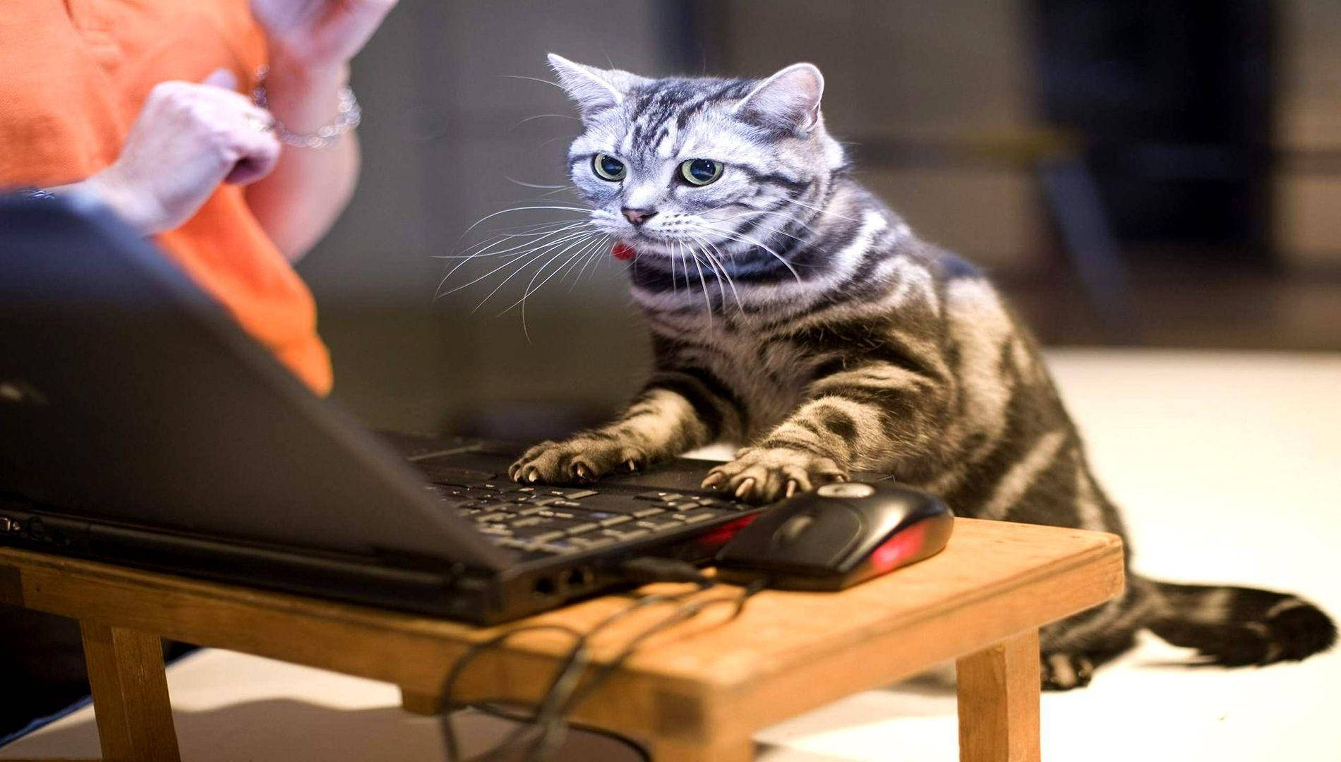Komik Kedi Bilgisayar Kullanıyor Duvar Kağıdı