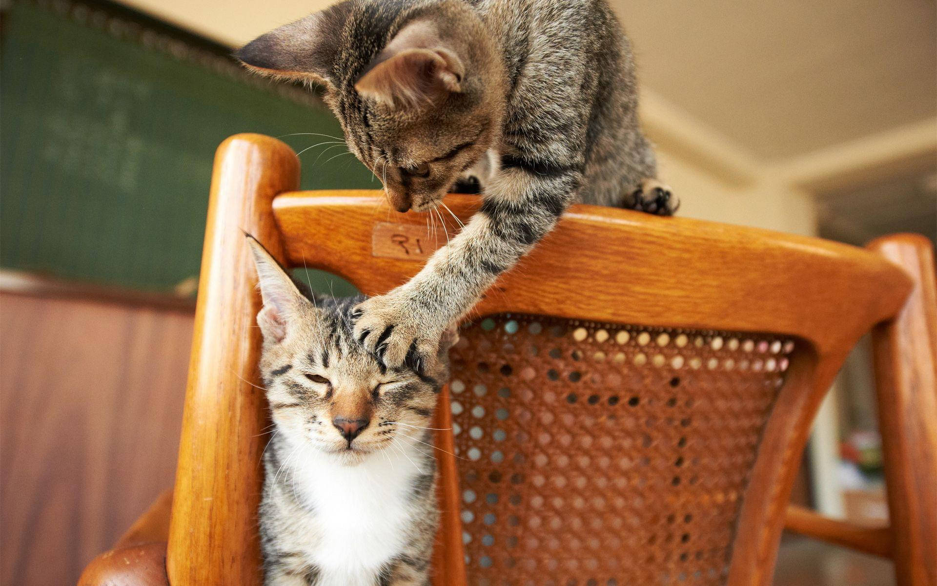 Komik Kedi Diğer Kediyi Tırmalıyor Duvar Kağıdı