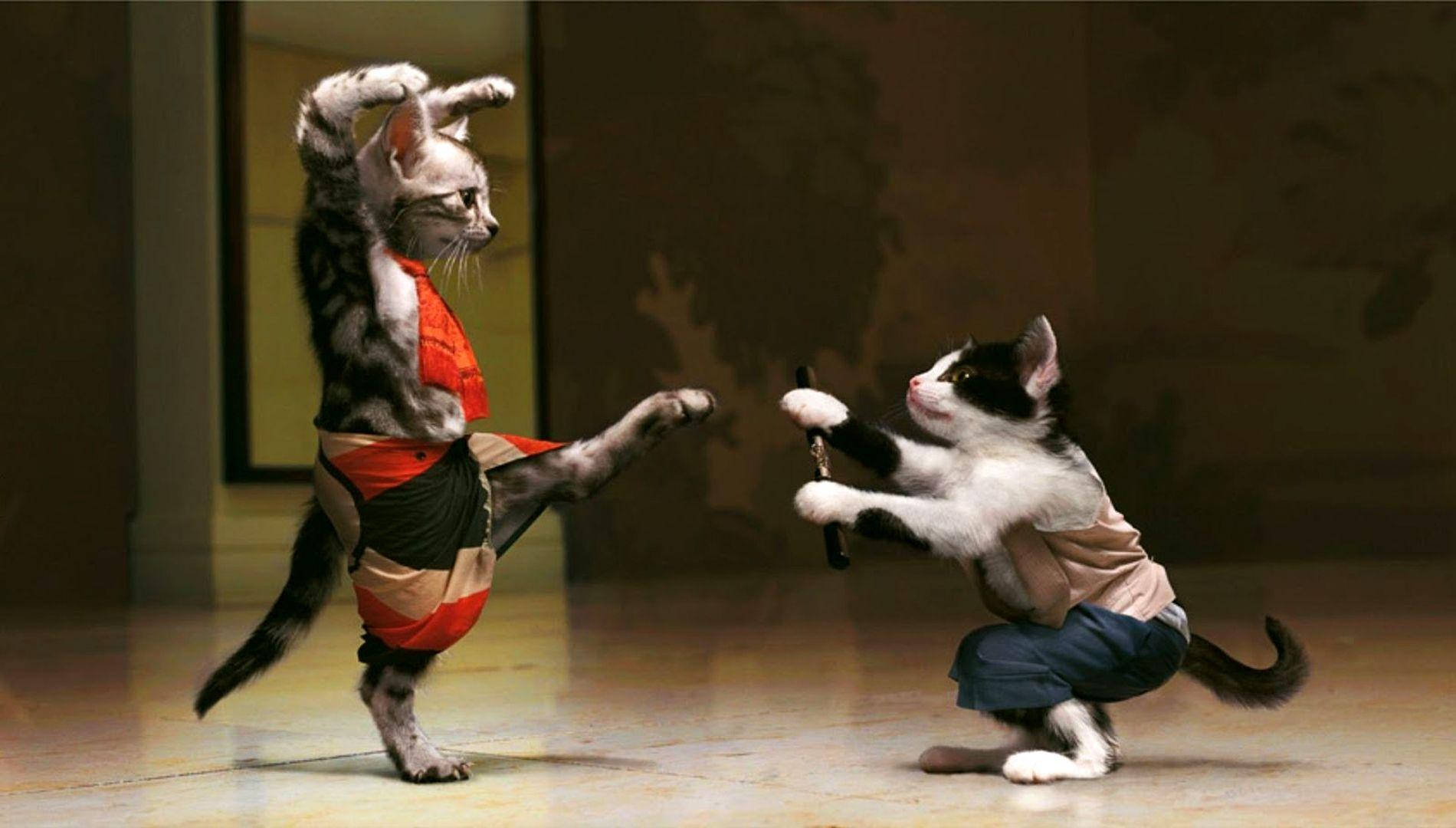 Komik Kedi Dövüşçüleri Duvar Kağıdı