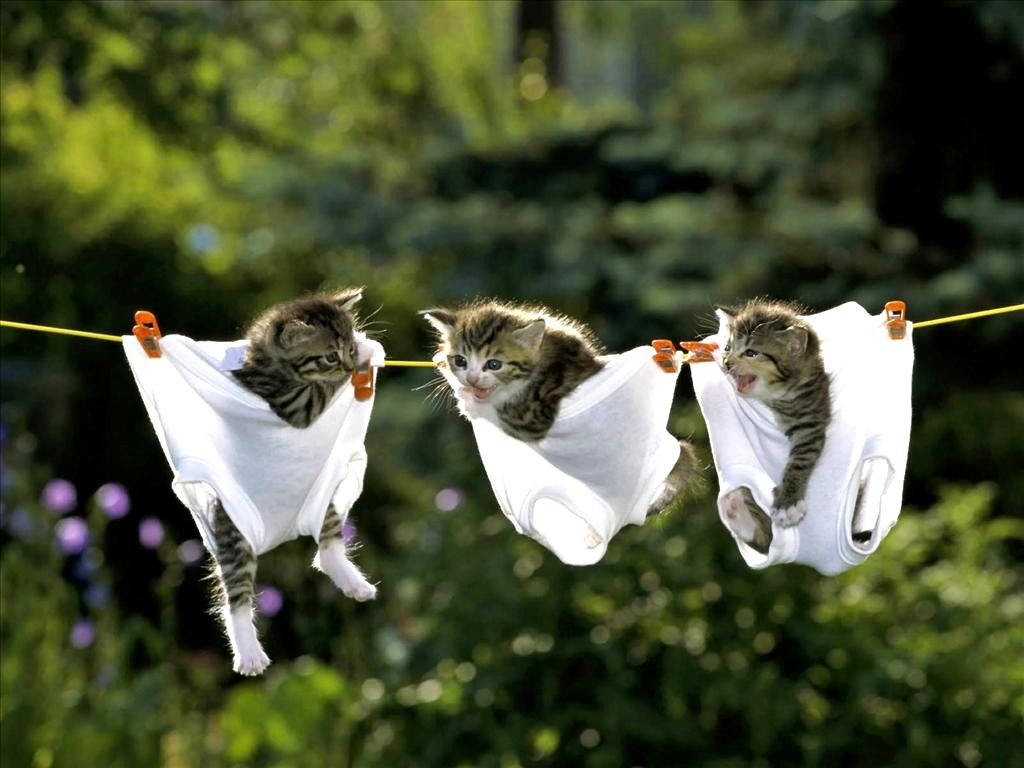 Komik Kedi Hayvanları İç Çamaşırlarıyla Asılı Duvar Kağıdı