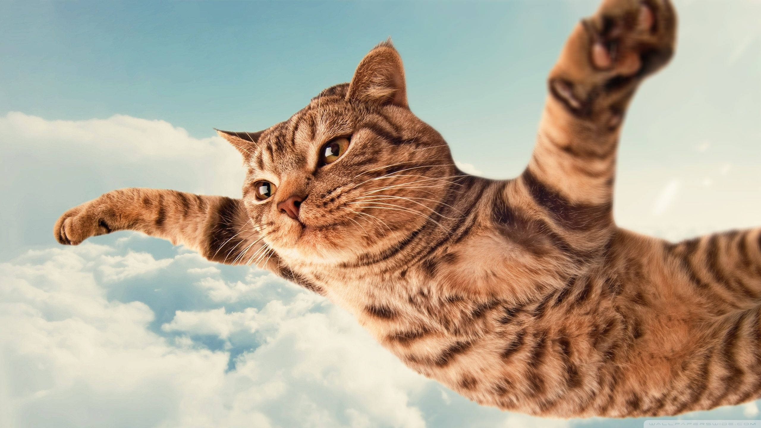 Komik Kedi Huzur İçinde Uçuyor Duvar Kağıdı