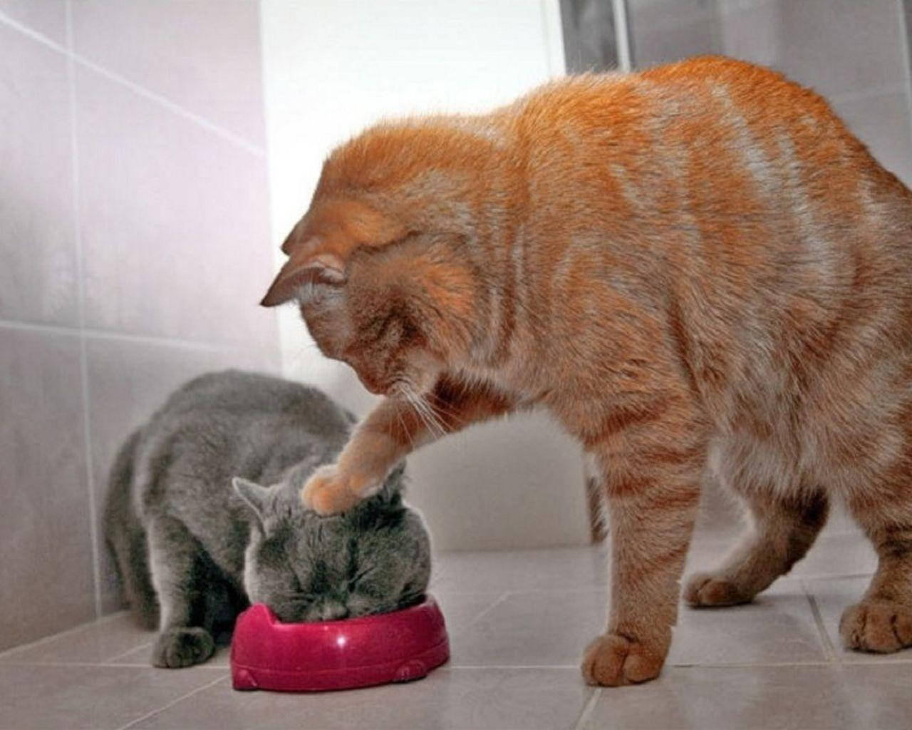 Komik Kedi İkilisi Yemek Yiyor Duvar Kağıdı