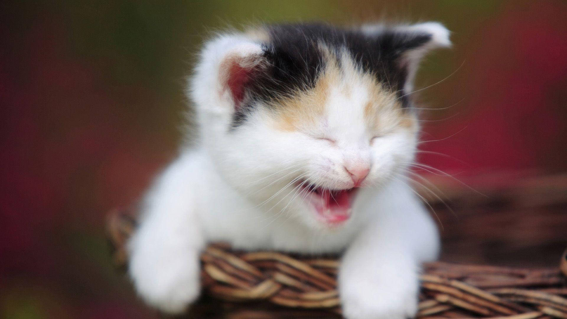 Komik Kedi Kahkahalarla Gülüyor Duvar Kağıdı