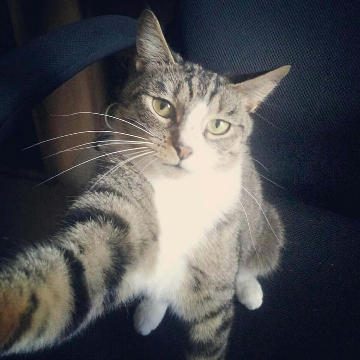 Komik Kedi Selfie Discord Profil Fotoğrafı Duvar Kağıdı