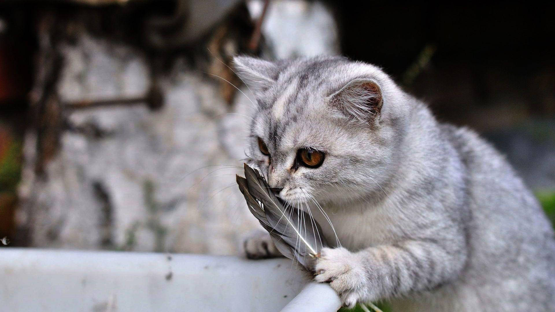 Komik Kedi Tüy Kokluyor Duvar Kağıdı