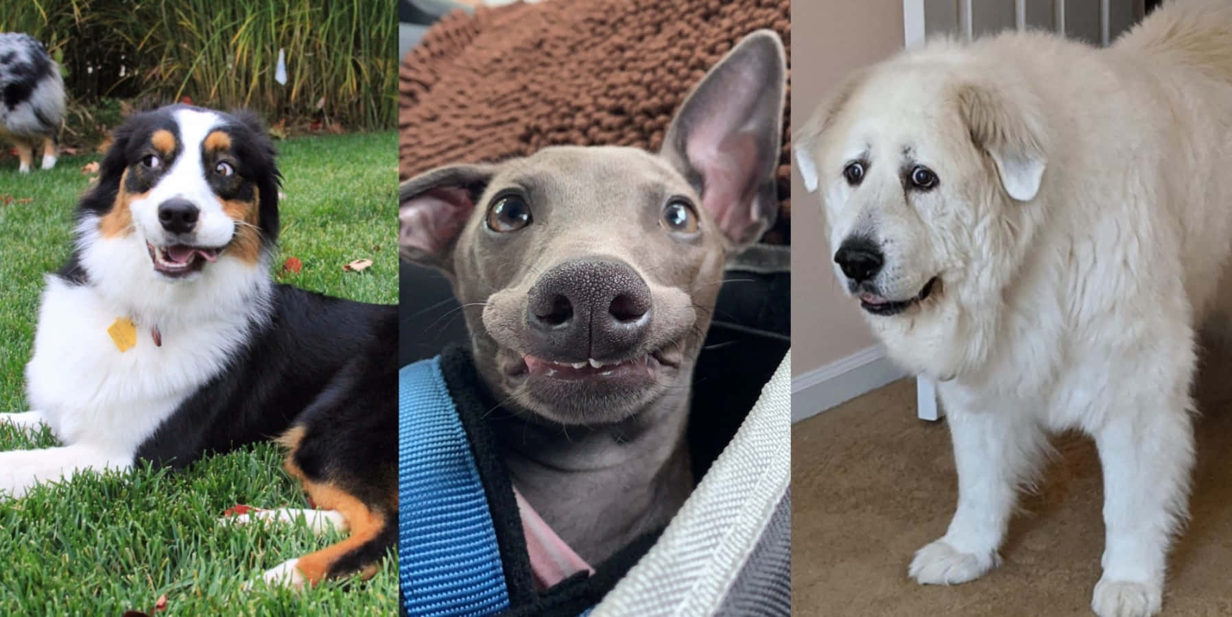 Komik Köpekler Popüler Meme Resmi Duvar Kağıdı