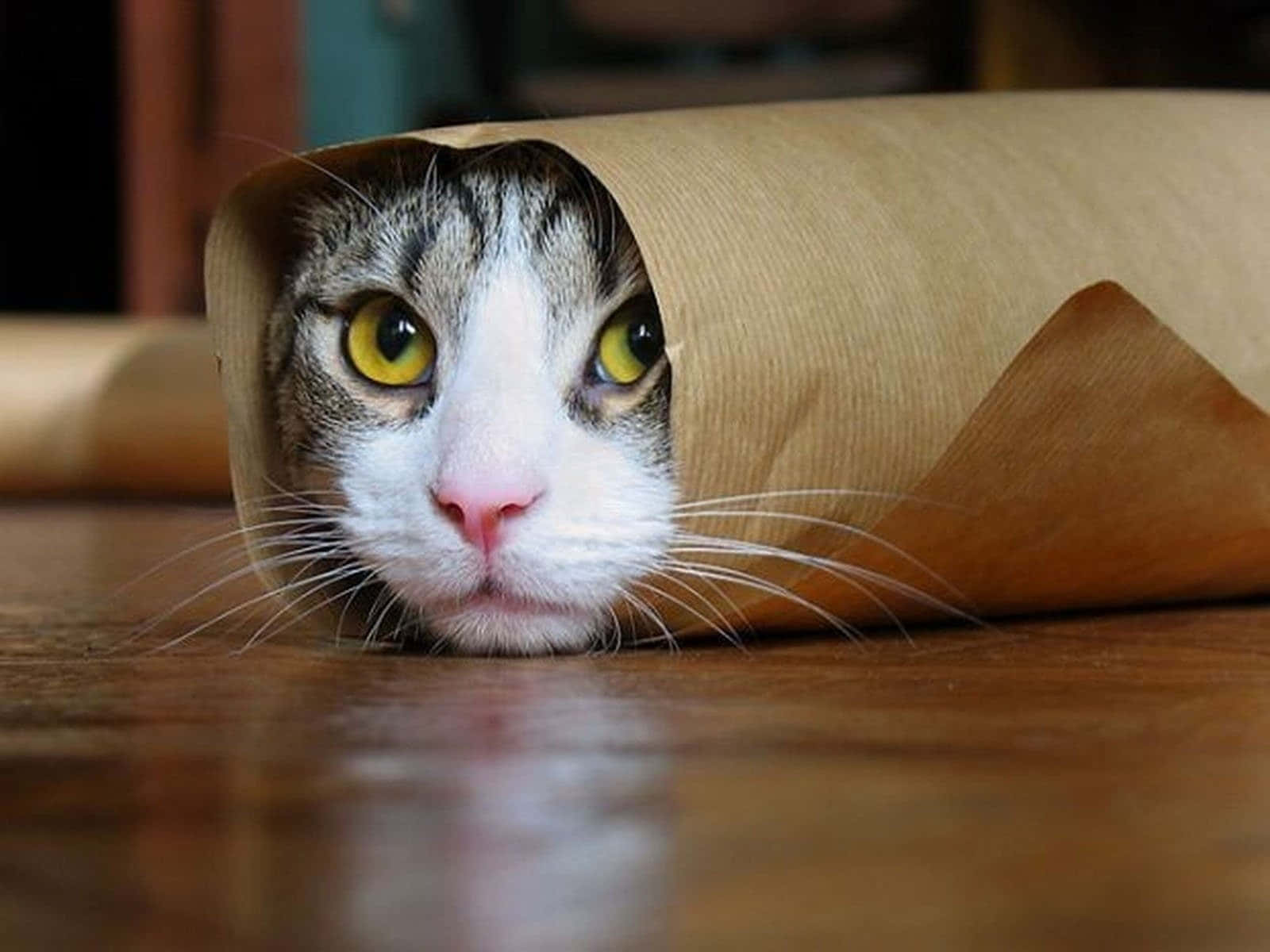 Komik Lanetli Burrito Kedisi Resmi Duvar Kağıdı