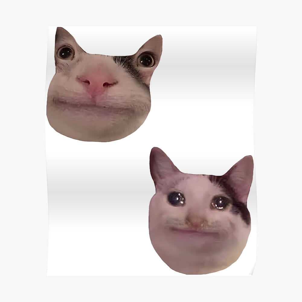 Komik Meme Kedi Discord Profil Fotoğrafı Duvar Kağıdı