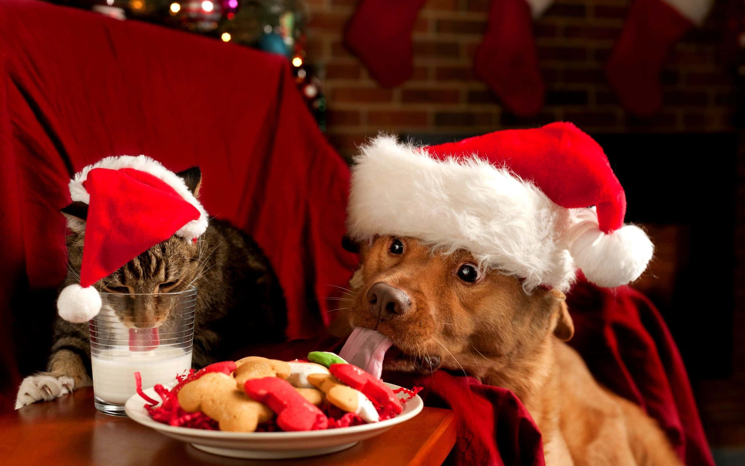 Komik Noel Baba ve Ren Geyiği Selfie Anı Duvar Kağıdı