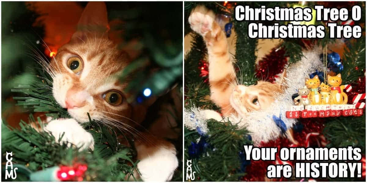Komik Noel resimleri Duvar Kağıdı