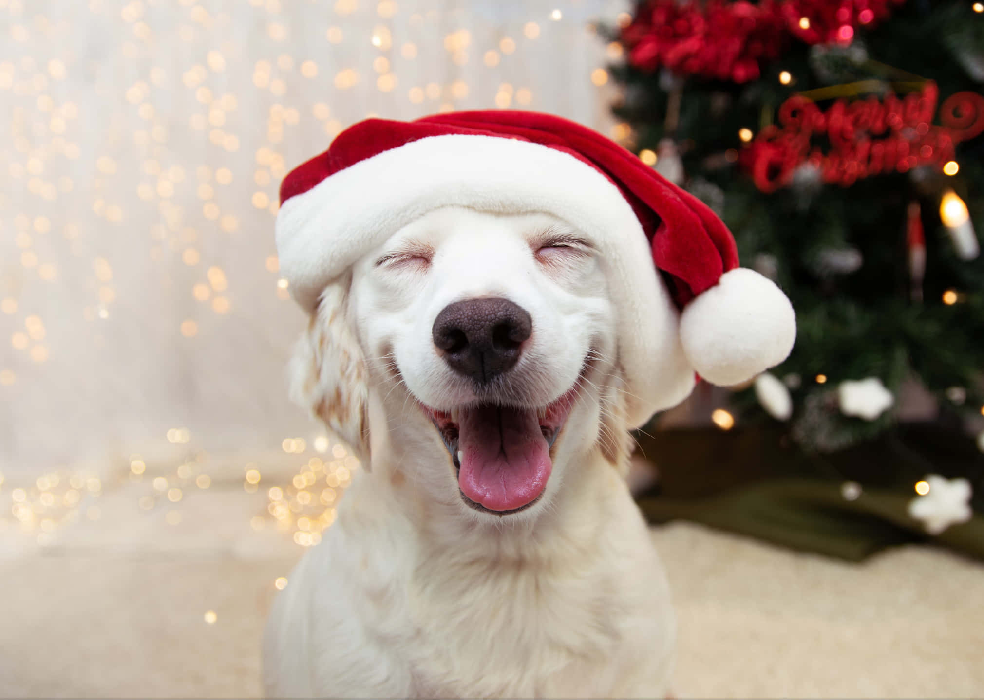 Komik Noel resimleri Duvar Kağıdı