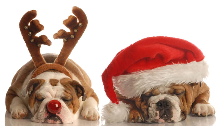 Komik Noel resimleri Duvar Kağıdı