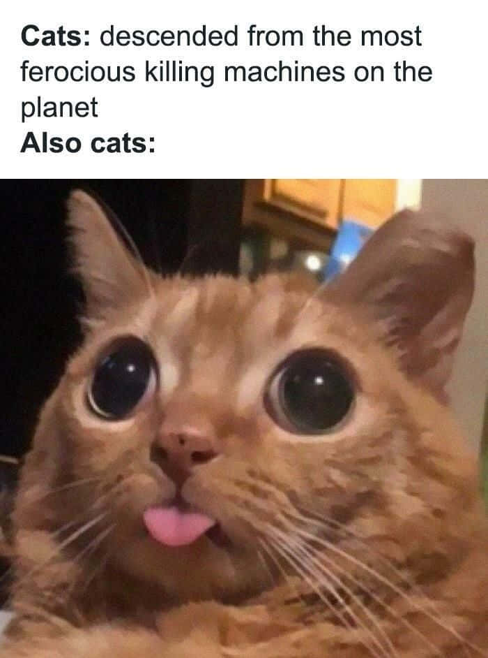 Komik Şakalar Kedi Dil Çıkaran Resimler Duvar Kağıdı